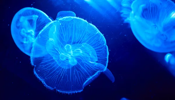 SLMA Moon Jellyfish