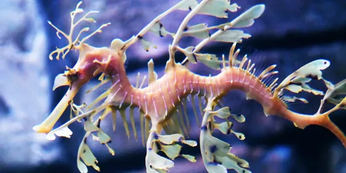 Leafy Sea Dragon