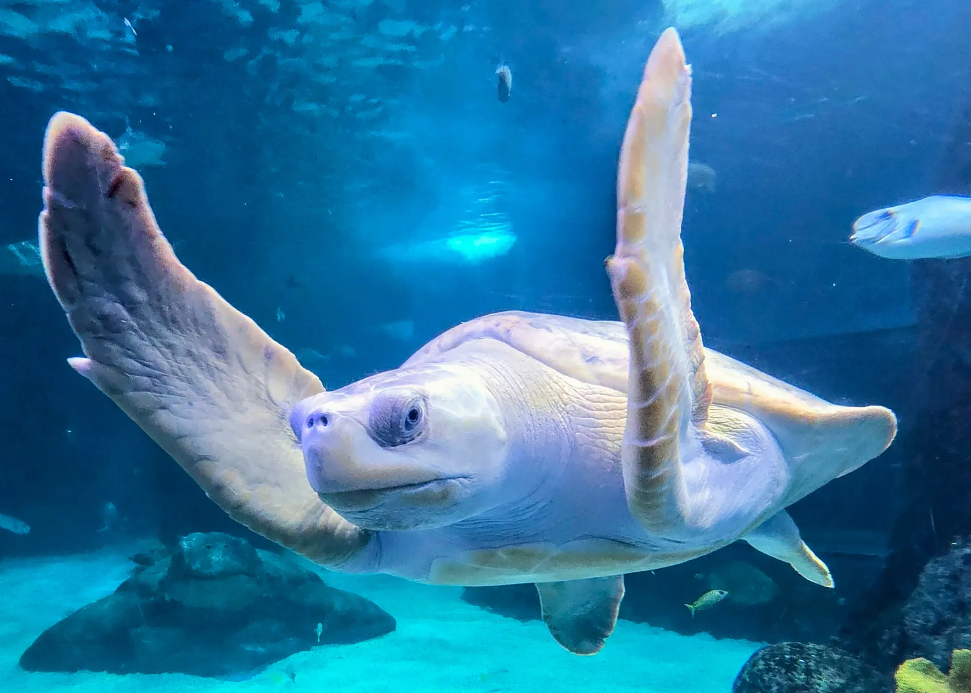 Turtle Day & Night On The Reef