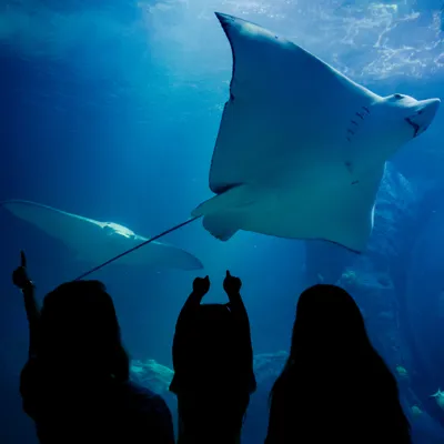 Guests watching a ray