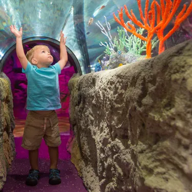 boy reaching toward fish