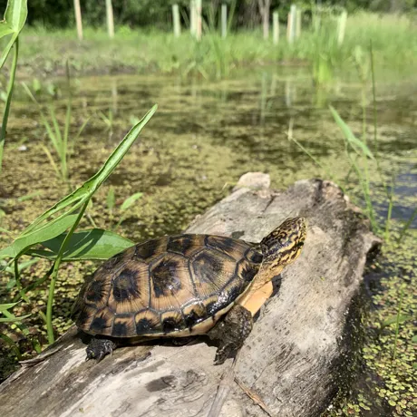 Blandings Turtles 4