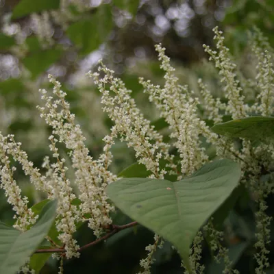 Japanese Knotweed 2 600X600