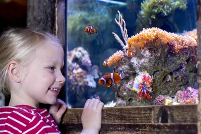 SEA LIFE Charlotte Clown Fish