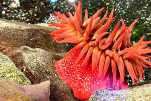 Anemone | SEA LIFE Aquarium
