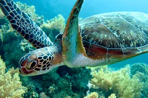 Sea Turtle | SEA LIFE Michigan Aquarium