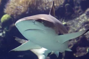 Blacktip Shark | SEA LIFE Aquarium