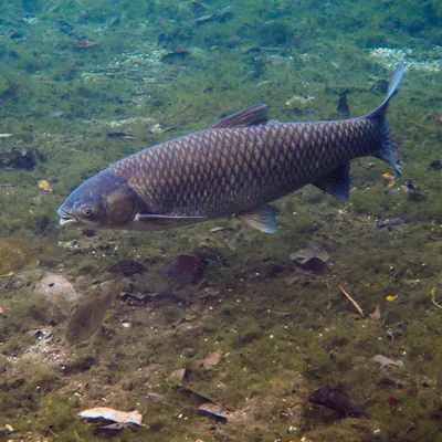 Grass Carp 2 600X600