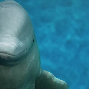 Slt Belugas Topbanner 1920X540 | SEA LIFE Aquarium