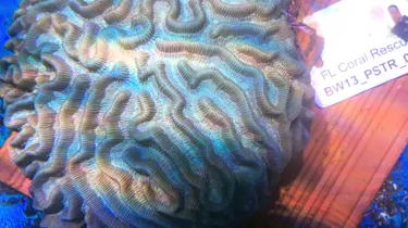 Pseudodiploria Strigosa