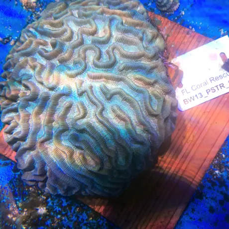 Pseudodiploria Strigosa