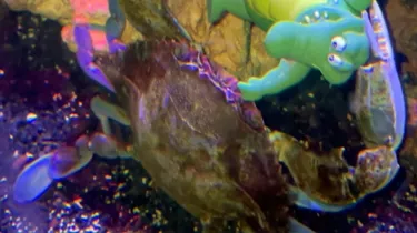 Tiktok Crab 1200X1200