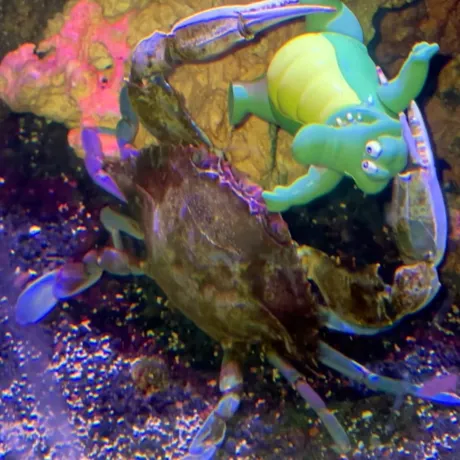 Tiktok Crab 1200X1200