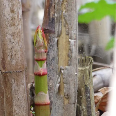 Japanese Knotweed 3 600X600