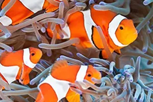Clownfish At SEA LIFE | SEA LIFE Aquarium