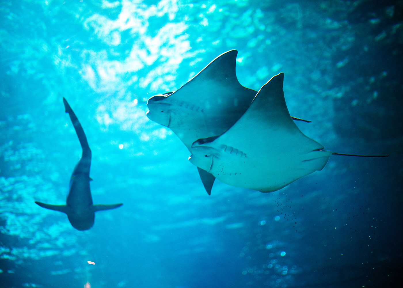 Cownose Rays 1400X1000