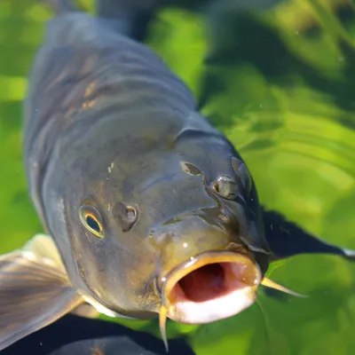 Grass Carp 3 600X600