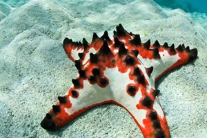 Sea Star | SEA LIFE Aquarium