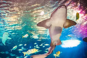 Nurse Shark | SEA LIFE Aquarium