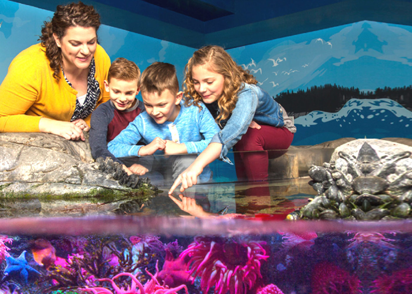 Touchpool | SEA LIFE Aquarium