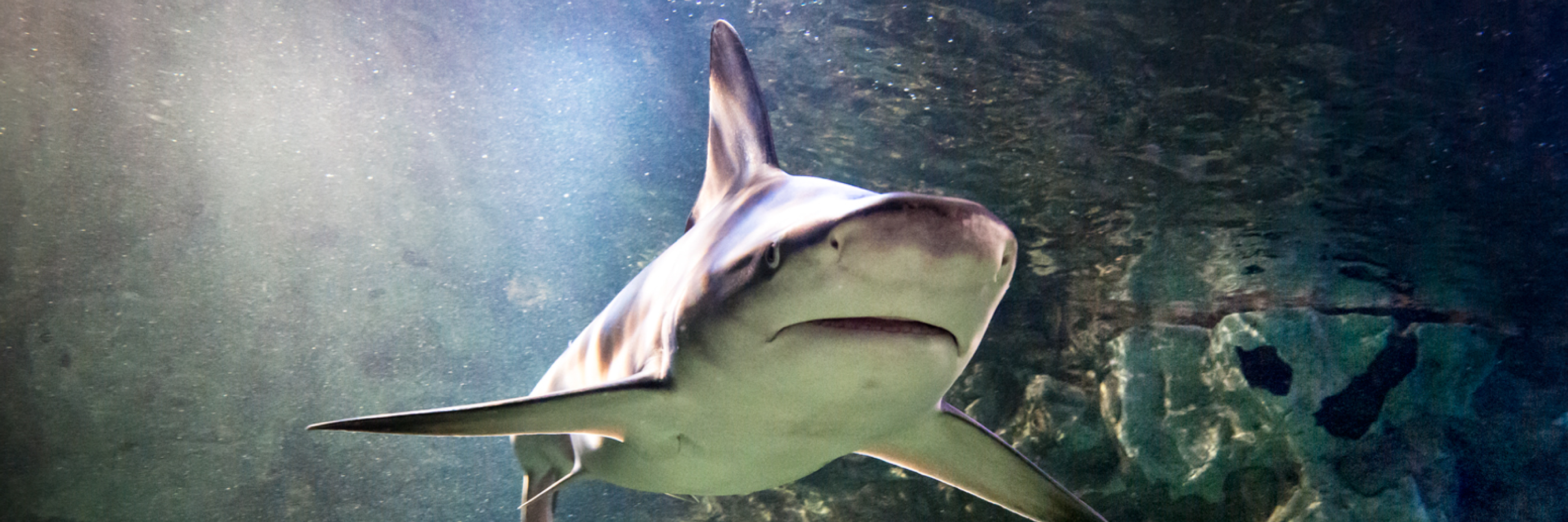 Shark 3000X1000 | SEA LIFE Aquarium