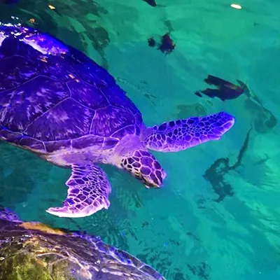 Benson Sea Turtle | SEA LIFE Aquarium