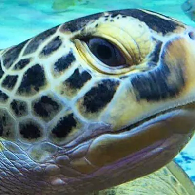 Carr Sea Turtle | SEA LIFE Aquarium