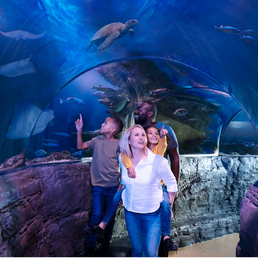 Ocean Tunnel | SEA LIFE Aquarium