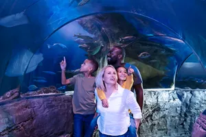 Ocean Tunnel | SEA LIFE Aquarium