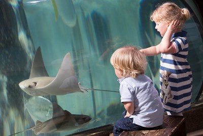 Toddlers| SEA LIFE Aquarium