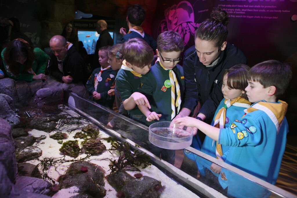 Sealife Groups Girlscout | SEA LIFE Aquarium