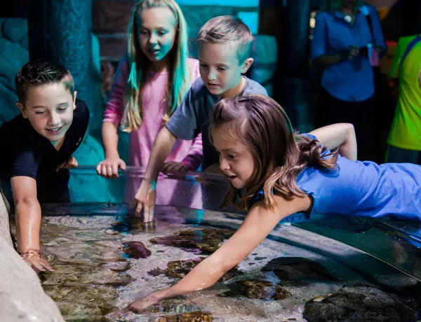 Hawaii Mom Blog: Visit Minneapolis: SEA LIFE Aquarium at Mall of America