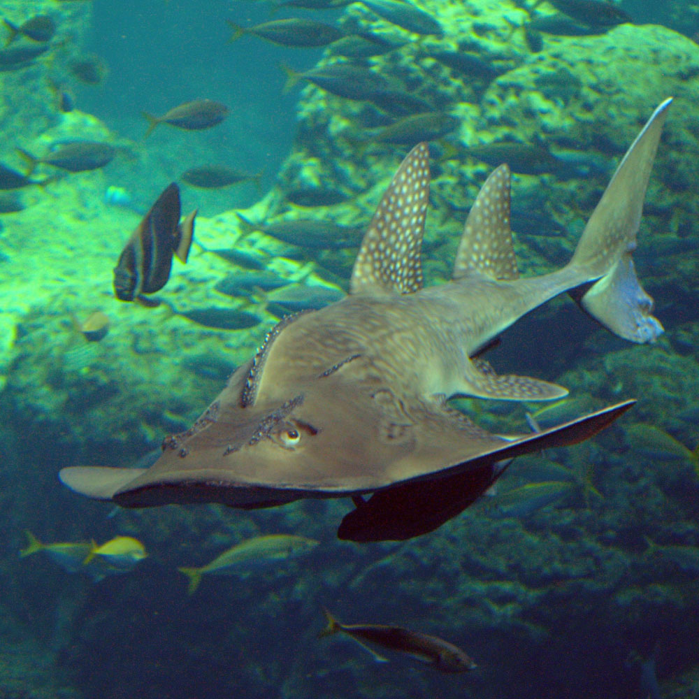 Guitarshark and Shark Ray at SEA LIFE Aquarium