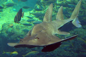 Guitarshark and Shark Ray at SEA LIFE Aquarium