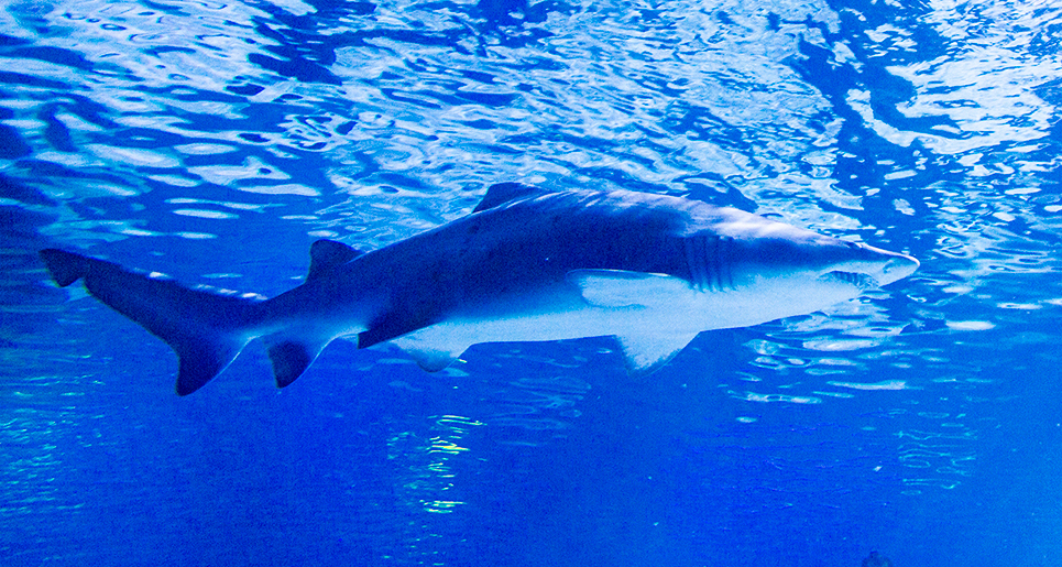 Sand Tiger Sharks | SEA LIFE at Mall of America