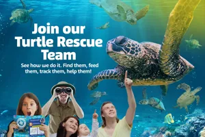 Sea Turtle Rescue!