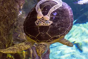 Green Sea Turtle | SEA LIFE at Mall of America