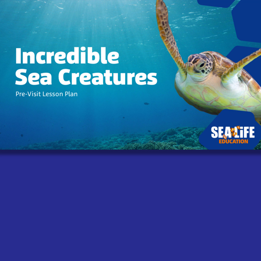 sea safari workshop