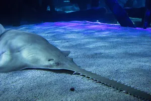 Green Sawfish | SEA LIFE at Mall of America