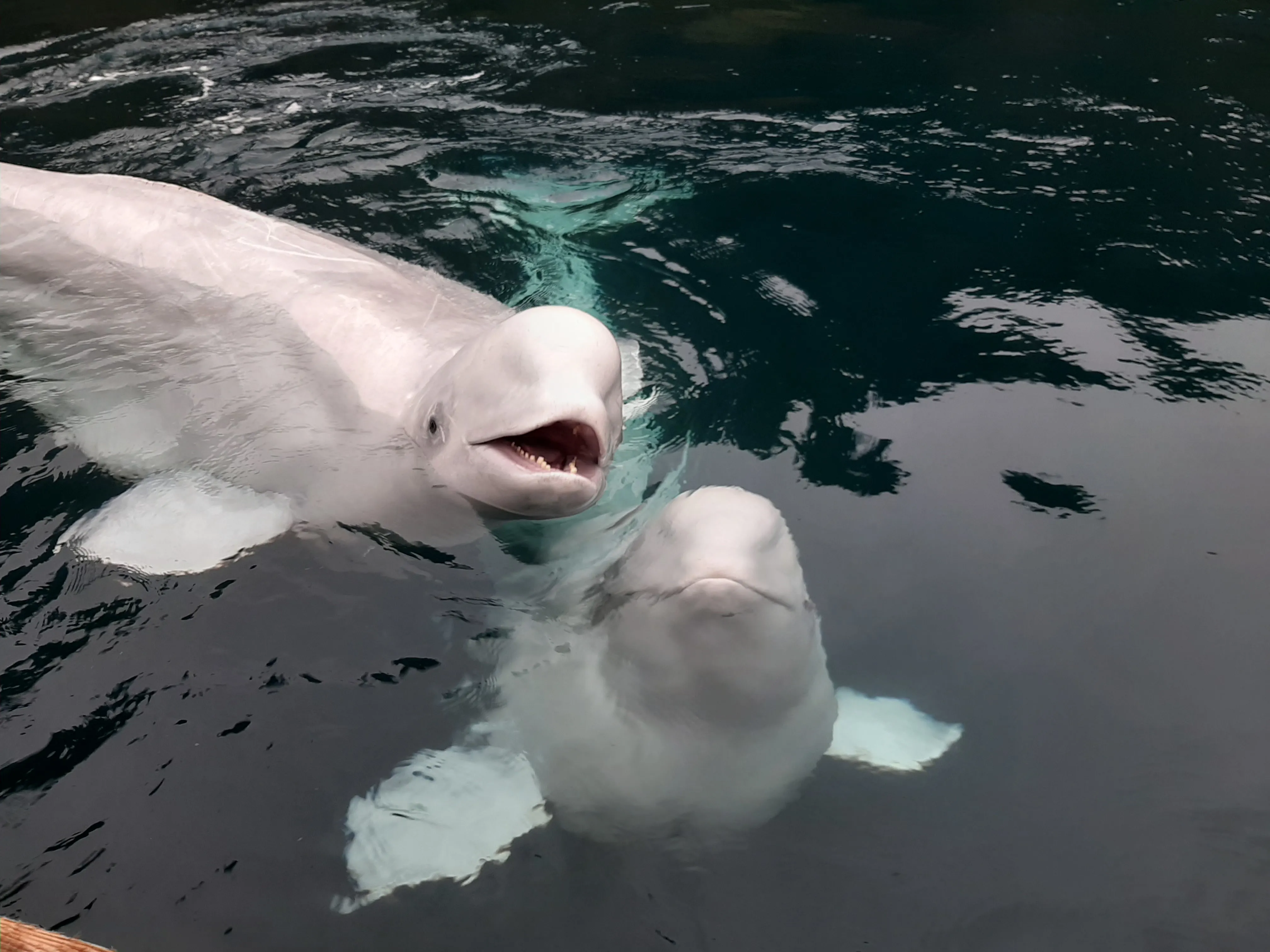 Belugas
