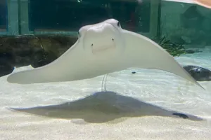Stingray 7X5