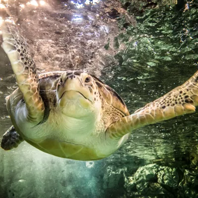 Sea Turtle at SEA LIFE | SEA LIFE Aquarium