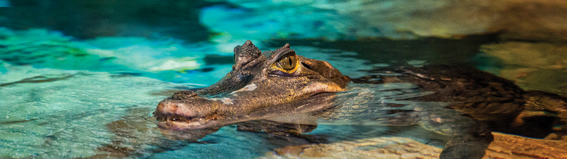 Croc Header | SEA LIFE at Mall of America