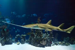 Green Sawfish | SEA LIFE at Mall of America