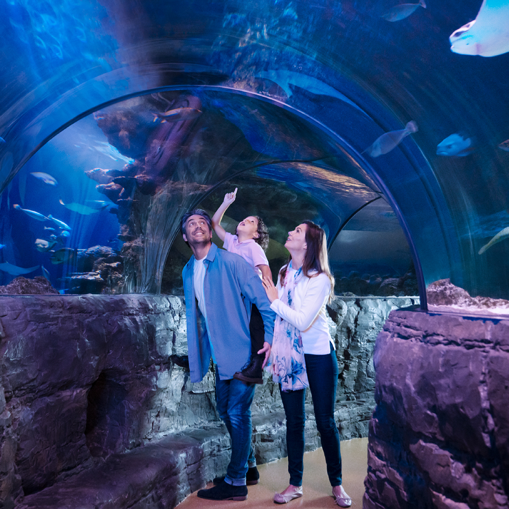 World Famous Ocean Tunnel at SEA LIFE Aquarium