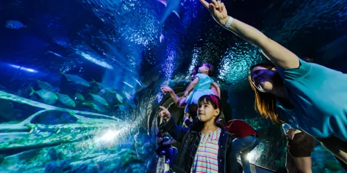Sealife Schools Programs Education talks | SEA LIFE Aquarium