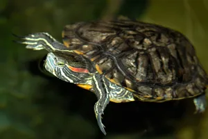 Terrapin | SEA LIFE at Mall of America