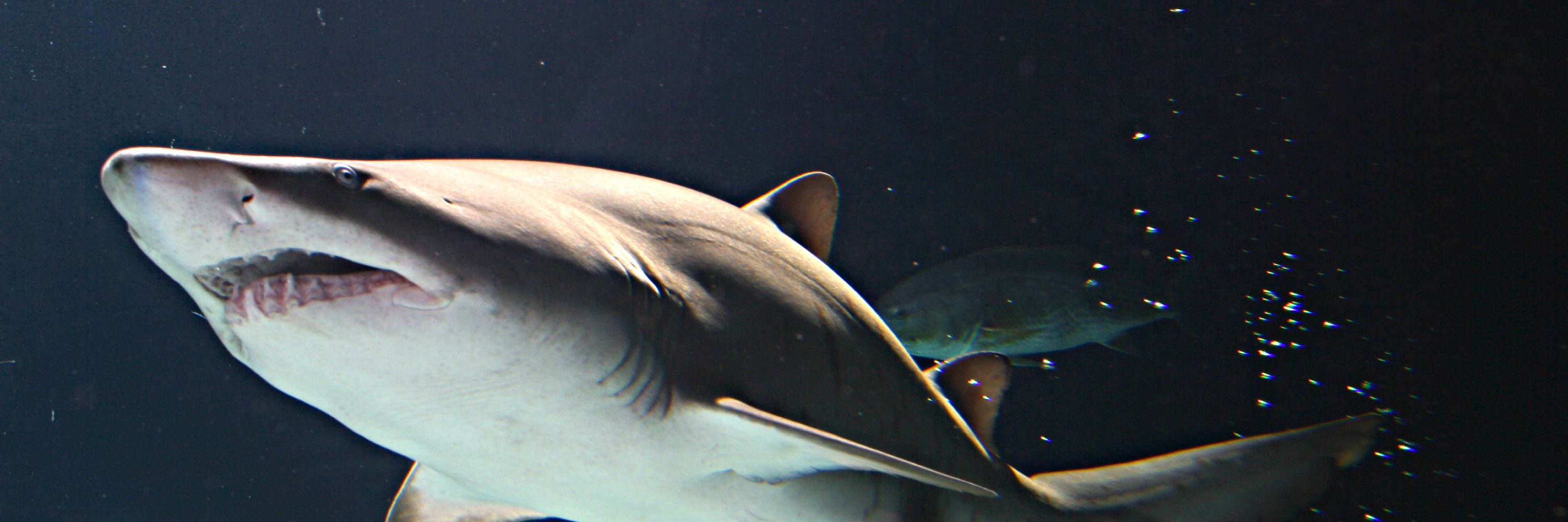 Sharks at SEA LIFE Aquarium