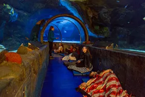 Sleep Under the Sea at SEA LIFE at Mall of America