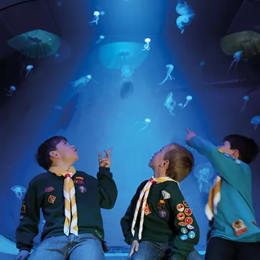 Sealife Groups Boyscouts | SEA LIFE Aquarium